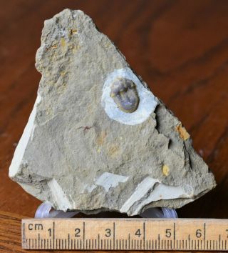 Rare KILLER Undescribed Illaenid Trilobite Fossil,  China,  Upper Ordovician 2