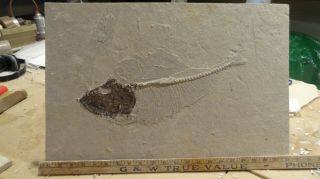 18 " Diplomystus Specimen From The Green River Formation