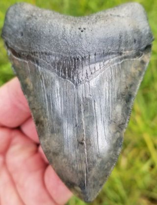 Killer " Camo " Serrated 4.  17 " Megalodon Tooth.  Absolutely No Restoration