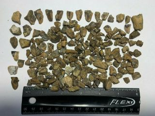 188 Triceratops Teeth Spit And Partial Crowns Dinosaur Fossil Lance Form Tooth