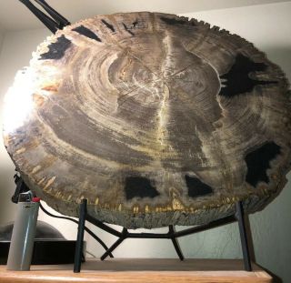 Gorgeous Polished Petrified Wood From Madagascar.  (approx 220 Million Years Old)