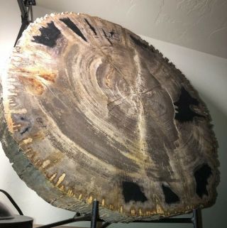 Gorgeous Polished Petrified Wood from Madagascar.  (Approx 220 Million Years Old) 2