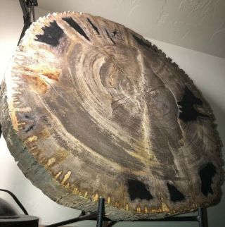 Gorgeous Polished Petrified Wood from Madagascar.  (Approx 220 Million Years Old) 3