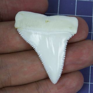 1.  673 Inch Modern Variant Great White Shark Tooth For Necklace Making Bt24