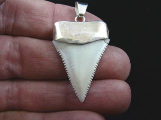 (s412 - 54) 1 - 3/8 " Great White Shark Tooth Teeth Jewelry Silver Cap Pendant Modern