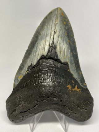 Megalodon Shark Tooth 5.  28” Big - Real Fossil - Natural 6696