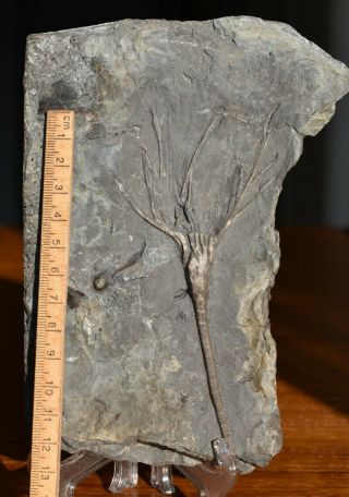 Ultra Rare Cataraquicrinus Crinoid Fossil Ontario,  Ordovician,  Gull River Fm