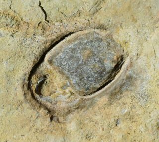 Ultra Rare Dolichoharpes Trilobite Fossil Ontario,  Ordovician,  Bobcaygeon Fm
