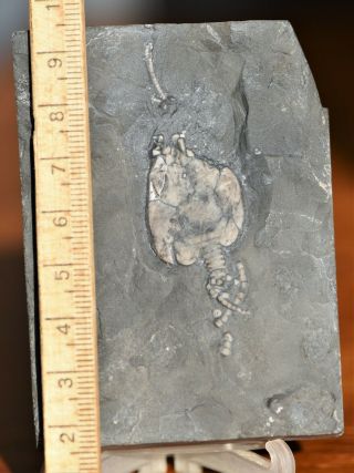 Rare Ottawa Pleurocystites Fossil Ontario,  Ordovician,  Bobcaygeon Fm
