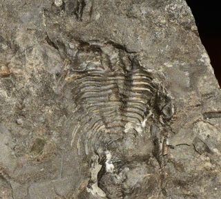 Rare Ottawa Cybeloides Plana Trilobite Fossil Ontario,  Ordovician