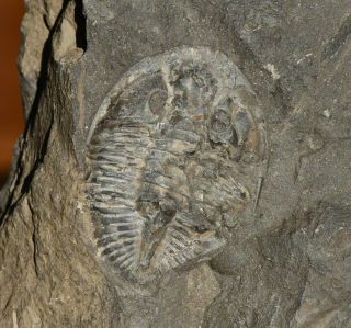 Rare Ottawa Limestone Pseudogygites Trilobite Fossil Ontario,  Ordovician
