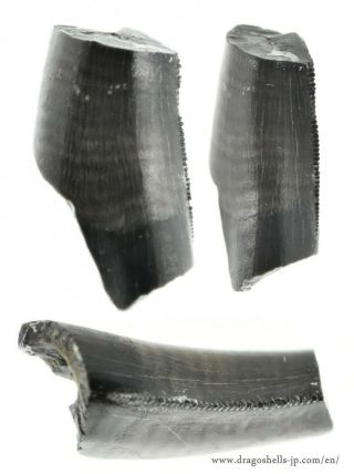 Tooth (maniraptora Indet. ) - Dragoshells - Jp - Fossils Of Portugal
