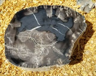 Thick Polished Petrified Wood Slab Utah W8