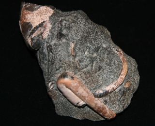 Ammonite Leptoceras,  Ptychoceras,  Colombiceras Fossil Wood Fossil