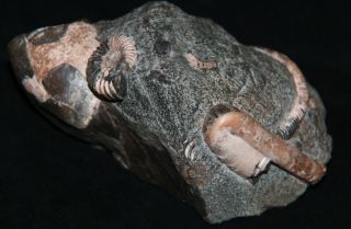 Ammonite Leptoceras,  Ptychoceras,  Colombiceras fossil wood Fossil 2