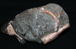 Ammonite Leptoceras,  Ptychoceras,  Colombiceras fossil wood Fossil 3