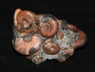 Ammonite Acanthoplite Zuercherella Beudantiсeras Tetragonites Fossil