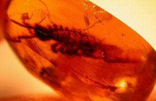 Rare Centipede With Large Ant In Authentic Dominican Amber Gemstone