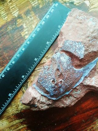Stensiopelta Pustulata,  Lower Devonian Armored Agnatha,  Gift From Fossilero