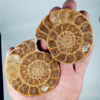 104g Ammonite Fossil Split Pair W/ Calcite Chambers Sutured Shell Africa A2046