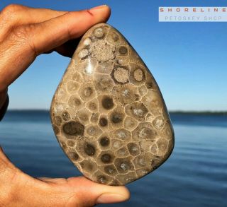 Large 8 Oz Polished Petoskey Stone Coral Fossil Hexagonaria Lake Michigan
