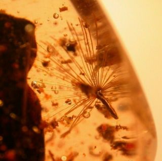 Rare Winged Seed,  Flower Petal In Colombian Copal Amber Fossil Rain Forest