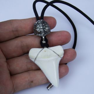 Upper Shark Tooth Necklace 1.  8 Inch Great White,  Silver Winding Surfer Pendant