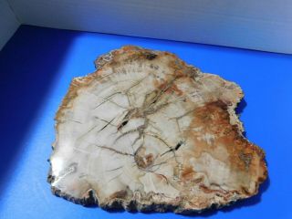 Petrified Wood Polished Full Round Slab With Bark - - 10 " X 3/4 " X 9 "