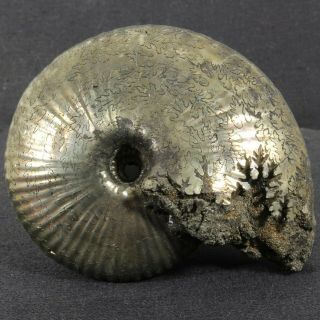 7cm/2.  8in 112g Pyritized Ammonite Funiferites Funiferus Jurassic Russian Fossils