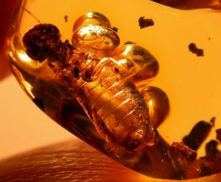 Giant Termite With Ancient Methane Bubbles In Authentic Dominican Amber Fossil
