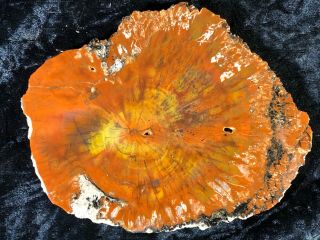 Petrified Wood Araucaria Conifer Holbrook,  Az Chinle Fm.  Triassic 6”x4.  75”