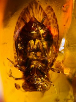 Extinct Ponopterixidae Roach Burmite Myanmar Amber Insect Fossil Dinosaur Age