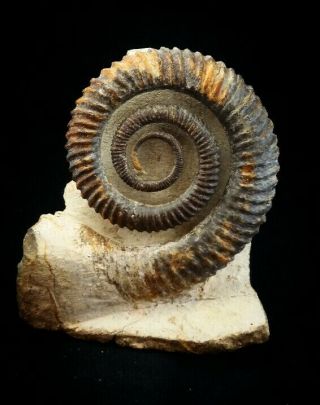 Fossils Anetoceras Sp Devonian Ammonite From Morocco,  100 Natural