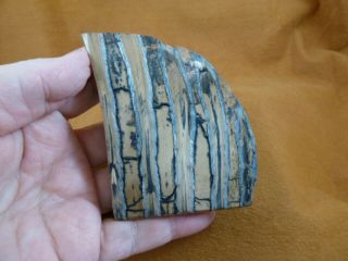 Wm338 - 7) 3 - 1/4 " Rare Extinct Fossil Siberian Woolly Mammoth Tooth Slice