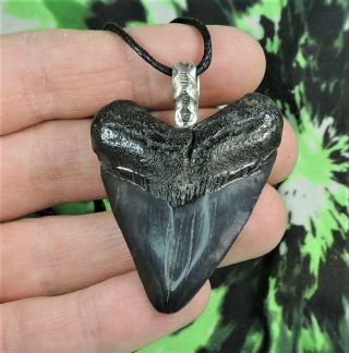 Baby Megalodon Sharks Tooth Necklace 1 7/8  Pendant / Sharks Teeth Jewelry