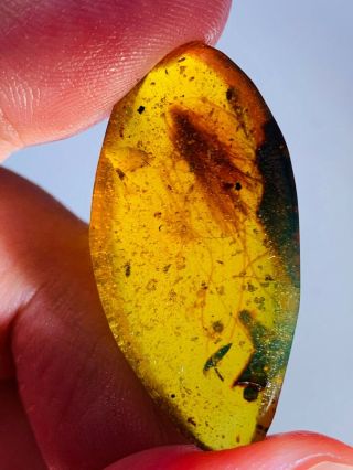 2.  17g unknown hair Burmite Myanmar Burmese Amber insect fossil dinosaur age 3