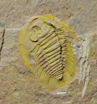 Rare Complete Spinamacropyge Trilobite,  Upper Cambrian Guole Lagerstätte,  China