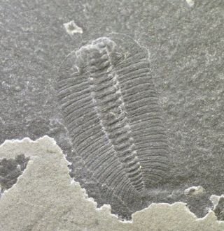 Sublime Longaspis Trilobite,  Lower Cambrian Balang Lagerstätte,  China