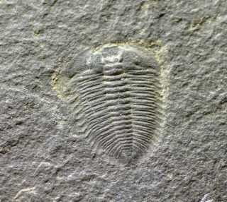 Rare Perfect Jianheaspis Trilobite,  Lower Cambrian Balang Lagerstätte,  China
