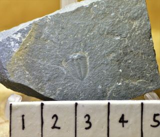 RARE Perfect Jianheaspis Trilobite,  Lower Cambrian Balang Lagerstätte,  China 2