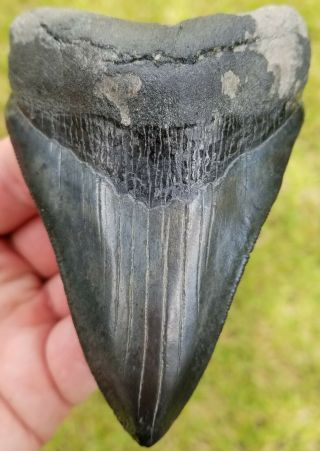 Killer Serrated 4.  35 " Megalodon Tooth.  Absolutely No Restoration