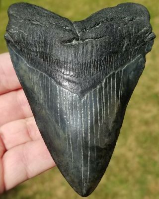 Killer Serrated 4.  60 " Megalodon Tooth.  Absolutely No Restoration