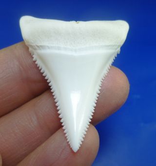 Real Modern Great White Shark Tooth Teeth 1.  61 Inch 040414