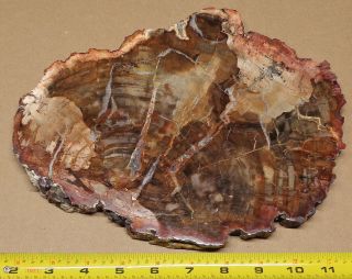 Large Polished Petrified Wood Full Round Slab With Bark 10 " X 8” X 11/16”