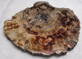 Large Polished Petrified Wood Full Round Slab With Bark 12 " X 11” X 5/8”