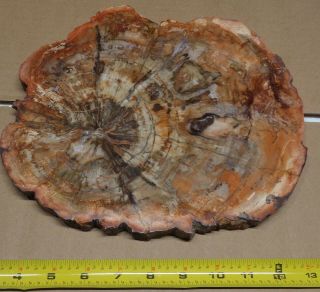 Large Polished Petrified Wood Full Slab With Bark 10.  5 " X 9.  5” X 5/8 " 5lbs 14ozs