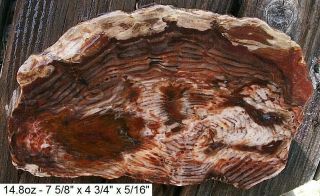Nevada Cherry Creek Petrified Wood Full Round Slab - Stellar Top Grade