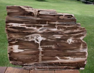 Sis: Giant 17 ",  Knotty Rip Cut Petrified Wood Plank - Mcdermitt,  Oregon