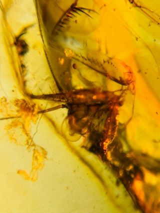 Cretaceous Praying Mantis Burmite Myanmar Burma Amber Insect Fossil Dinosaur Age
