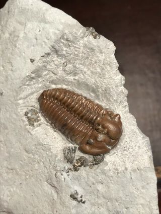 Calymene Breviceps 3d Trilobite Waldron Shale Fossil Usa